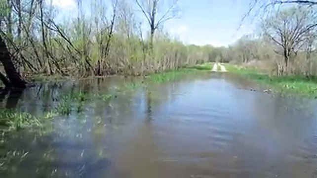 Sazanlar yumurta döküyor