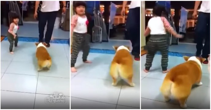 Apenas um cão com um jogo de cintura mais sexy que o teu... LINDO!