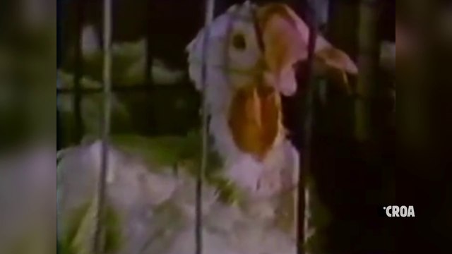 Archive : les poulets KFC ou la mort dans son assiette
