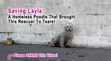 This Rescuer Was Brought To Tears When A Homeless Poodle Did The Sweetest Thing
