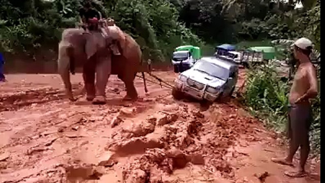 elephant help funny