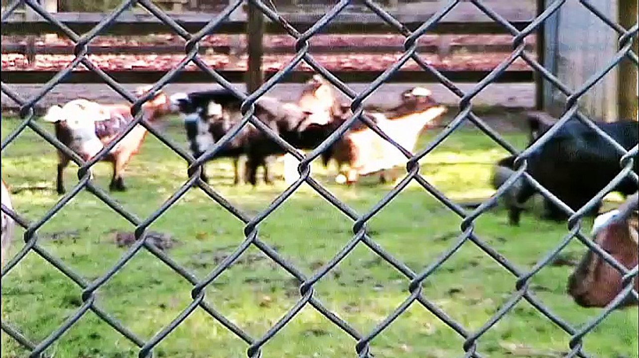 Wildpark Tannenbusch Dormagen Säugetiere
