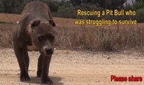 Rescuing a scared stranded Pit Bull who was struggling to survive