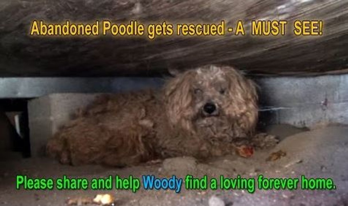 When the dog's owner died, he was left behind. Watch what happens next!