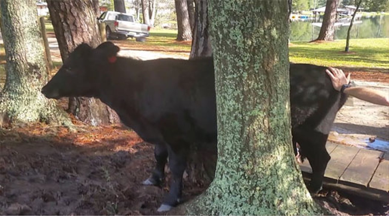OMG!!! Cow Stuck in Tree
