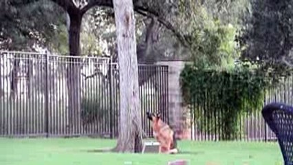 German Shepherd vs Squirrel