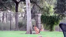 German Shepherd vs Squirrel