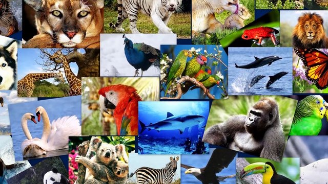 Qué significa soñar con animales - Sueño Significado