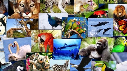 Qué significa soñar con animales - Sueño Significado