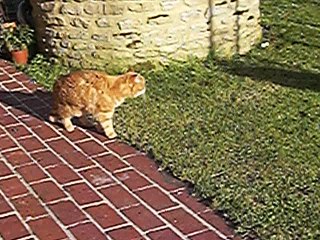 Poules, chiens, chats...mars 2016