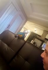 Un perroquet imite l'accélération d'une voiture de sport