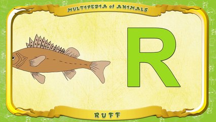 Multipedia of Animals Letter R Ruff