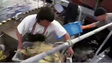 Habitat of the Orca Killer Whales & Sea Creatures 48