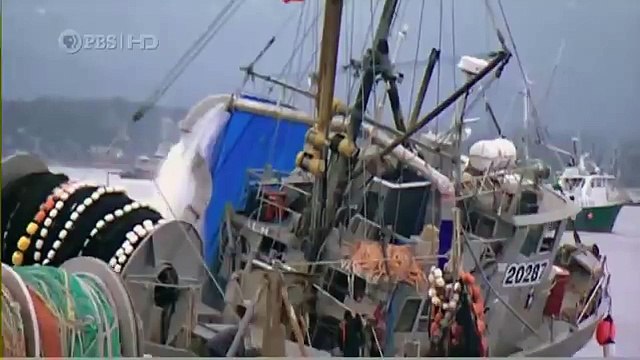 Habitat of the Orca Killer Whales & Sea Creatures 38