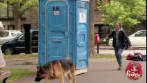 Dog Sled Toilet