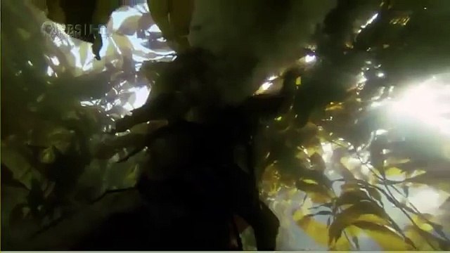 Habitat of the Orca Killer Whales & Sea Creatures 59