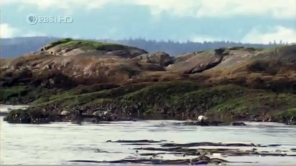 Habitat of the Orca Killer Whales & Sea Creatures 65