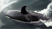 Habitat of the Orca Killer Whales & Sea Creatures 71