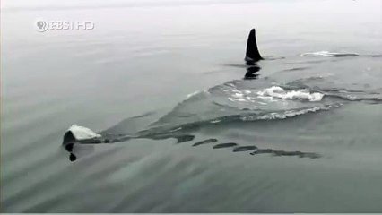 Habitat of the Orca Killer Whales & Sea Creatures 78