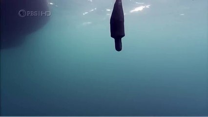 Habitat of the Orca Killer Whales & Sea Creatures 79