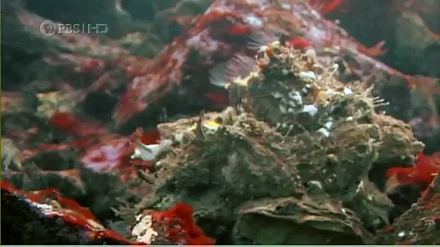 Habitat of the Orca Killer Whales & Sea Creatures 84