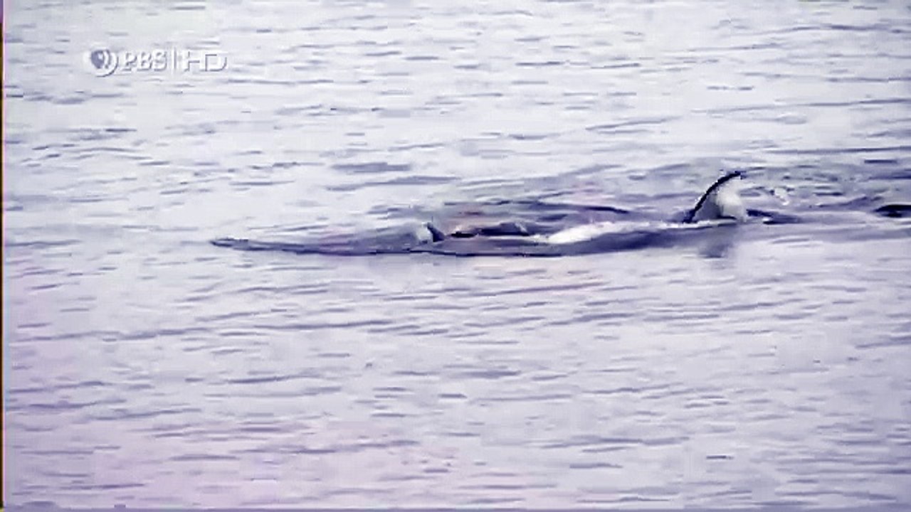 Habitat of the Orca Killer Whales & Sea Creatures 87