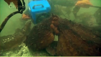 Habitat of the Orca Killer Whales & Sea Creatures 92