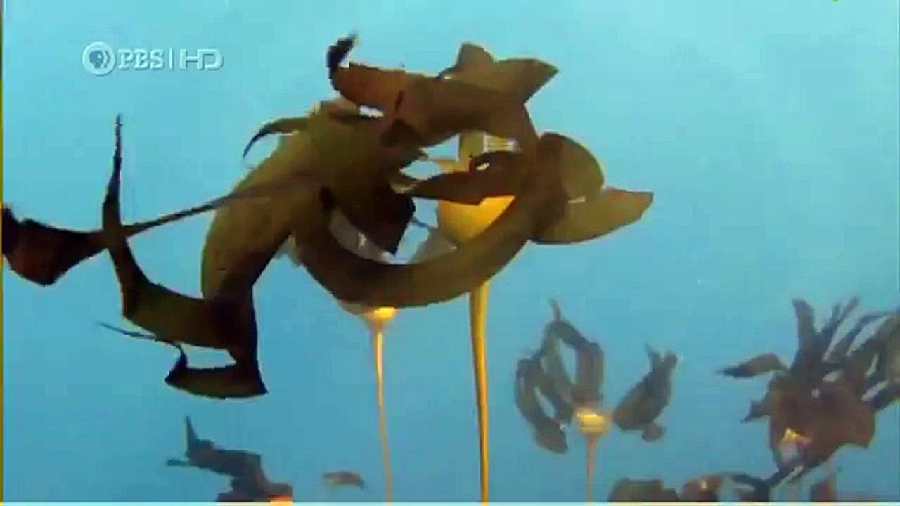 Habitat of the Orca Killer Whales & Sea Creatures 95