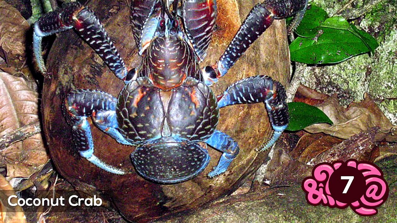 10 Abnormally Large Animals That Actually Exist