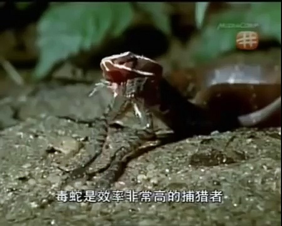 HIDDEN PREDATORS HUNTING21