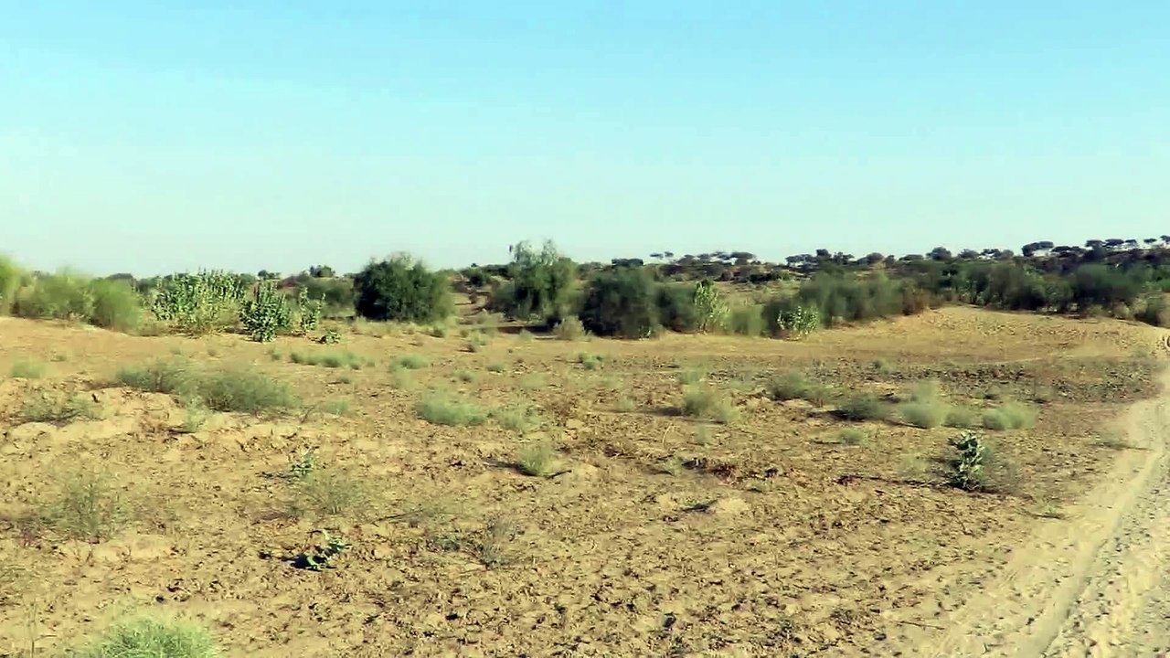 Chelhar Fields