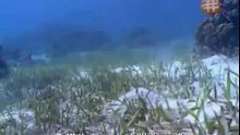 HIDDEN PREDATORS HUNTING74