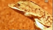 HIDDEN PREDATORS HUNTING79