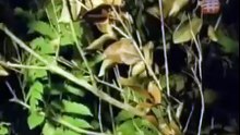 HIDDEN PREDATORS HUNTING85