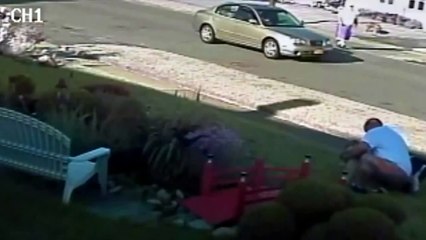 pitbull attacks walking dogs authorities take no action