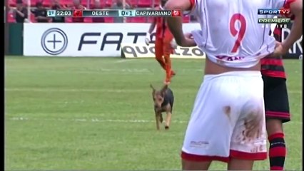 Pies przerywa mecz piłki nożnej w Brazylii