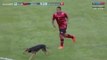 Dog runs onto field, interrupts professional soccer game