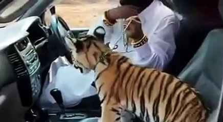 Zafar supari (tiger)