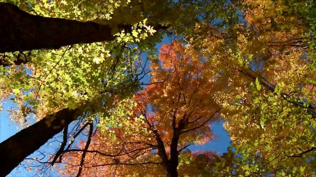 Ney Dinletisi - Su Misali