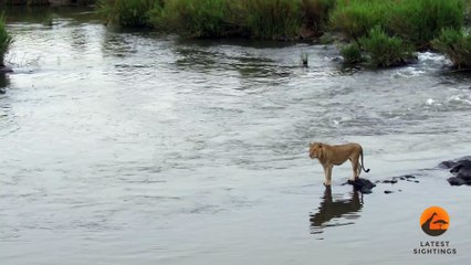 Crocodile Attacks a Male Lion - Latest Wildlife Sightings