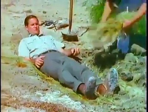 Classic methods of capturing Falcon using pigeon