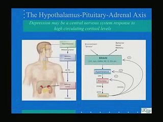 The Biology of Depression The Affects of Stress 14