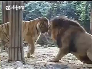 Lion vs Tiger Real Fight,Wild Animal Fight (Amazing Video)