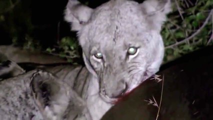 Lions killed Huge Hippo in the Moonlight  ☆ Animals Attack  video HD