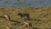 Lion vs Buffalo Real Fight - Lion vs Buffalo - Wild Animal Attacks Compilation Video
