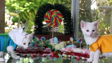 Adventure Time (Cute Kitten Edition)