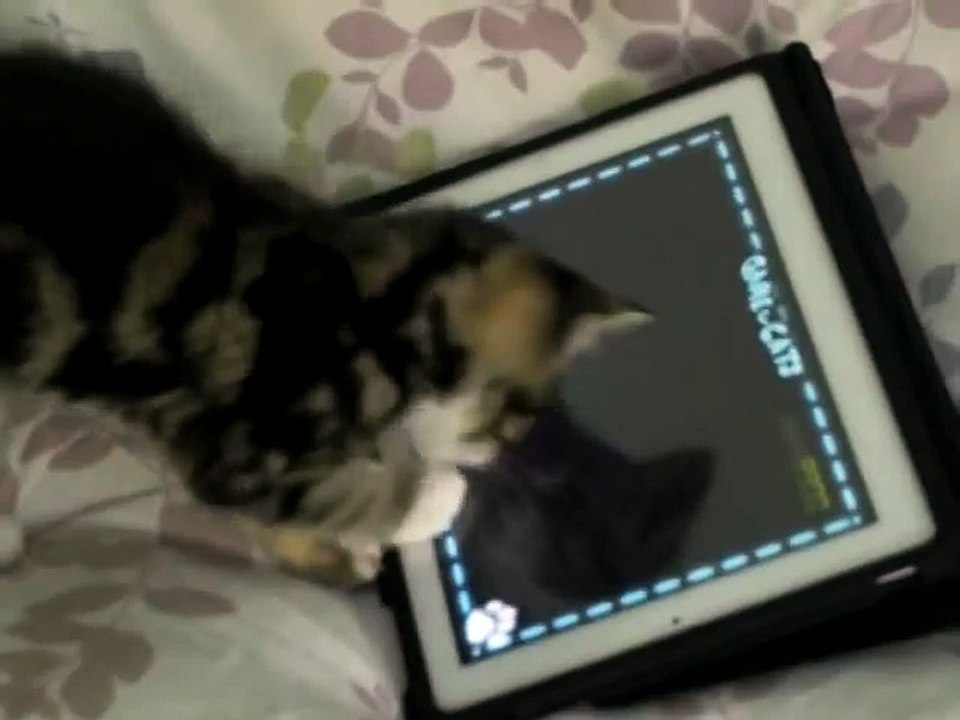 Charlie The Cat - Kitten Playing iPad 2 !!! Game For Cats Cute Funny Clever Pets Bloopers
