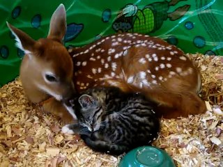 Baby deer mothering baby kitten