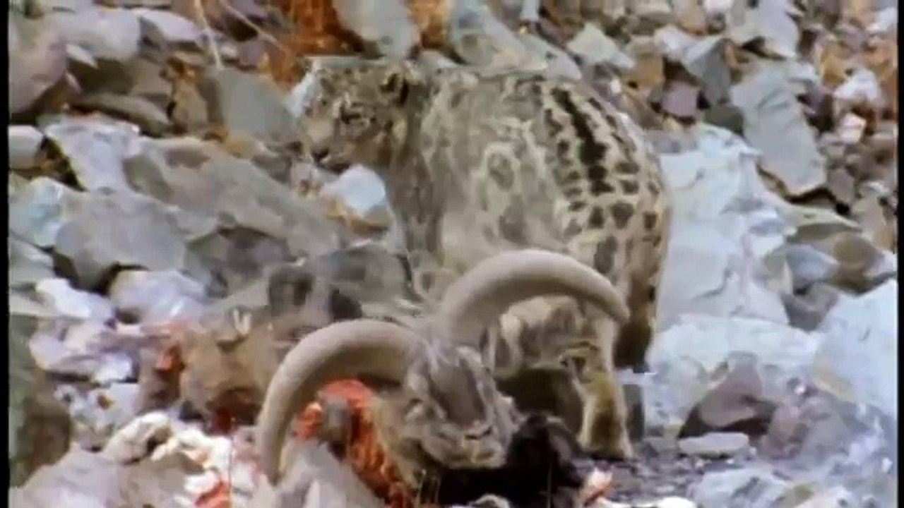 Hunting For The SNOW LEOPARD 7