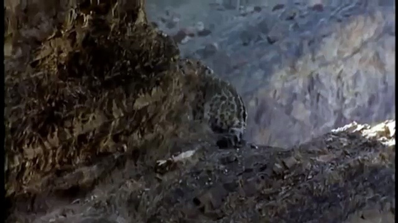 Hunting For The SNOW LEOPARD 11